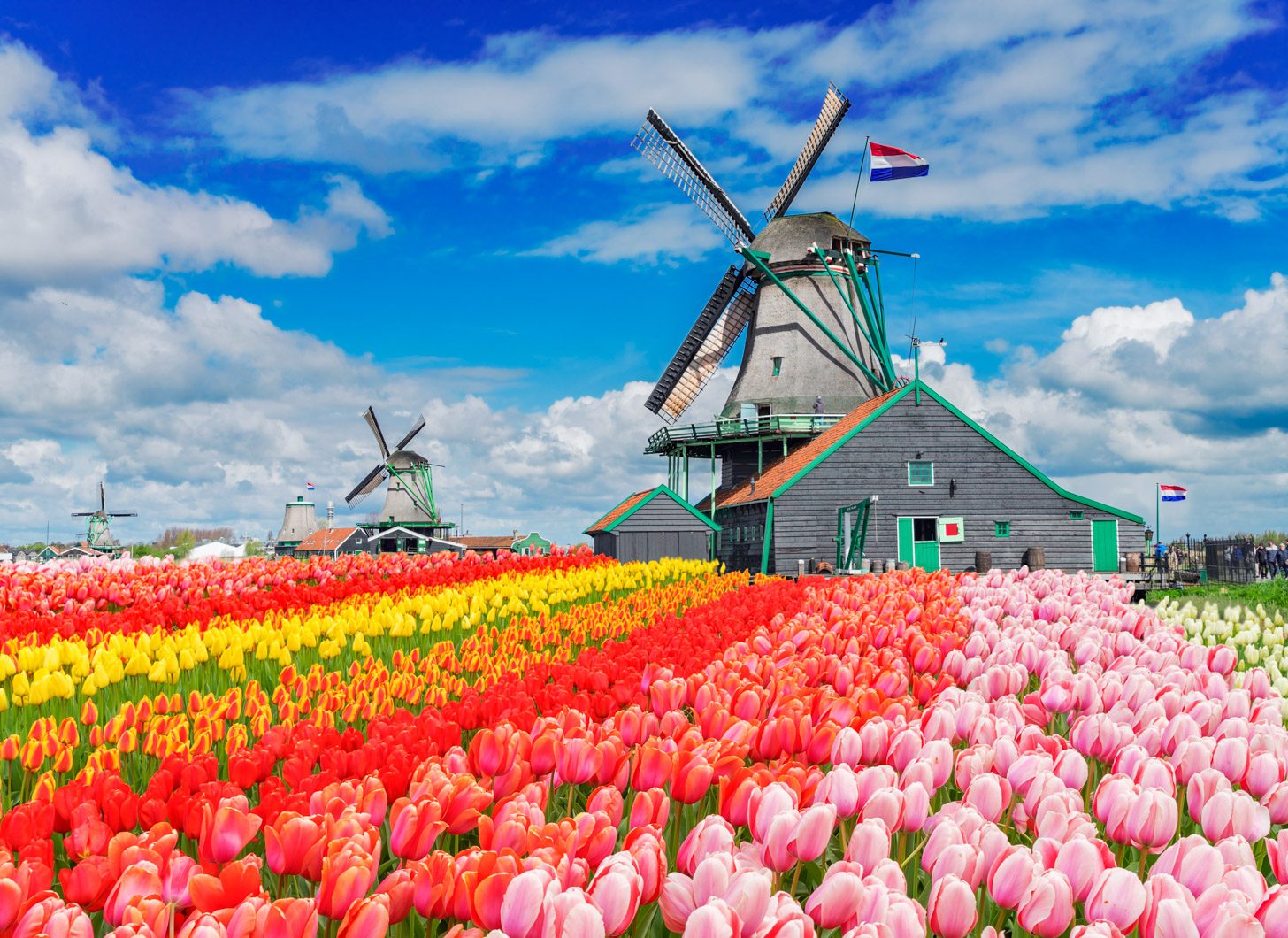Nederlands landschap met windmolens en tulpen